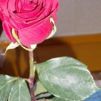 Катерина