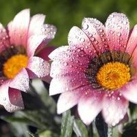 ** ** Алла