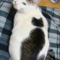 Катюшка