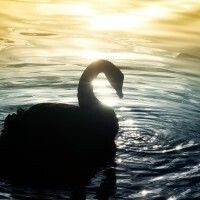 Swan