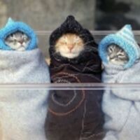 Ботагоз