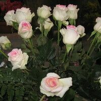 ксения