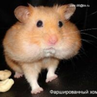 хомяк