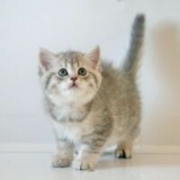 Диана Борискина