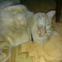 Kat