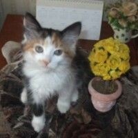 Валентина