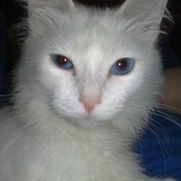 Лена