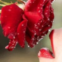 Катена