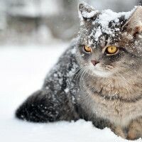 НАТАЛЬЯ