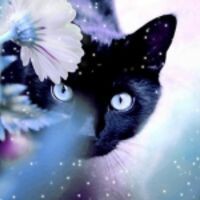 Koshka