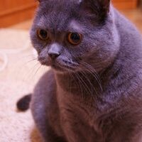 вика