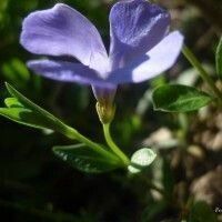 Veronica