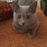 Котя