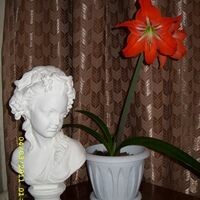 Елена Леночка