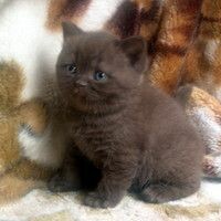 Осинцева Елена