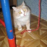 Светка