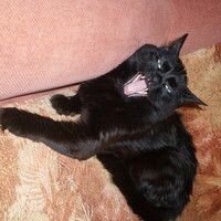 Котофеевич Мяурицио