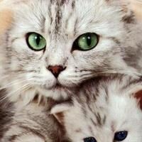 tins