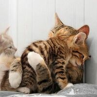 ♥♥♥Котя ♥♥♥