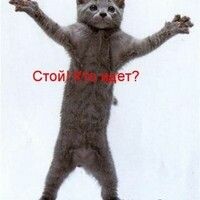 ладыжинская света
