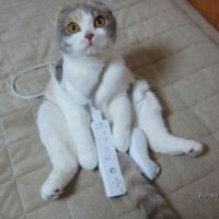 света
