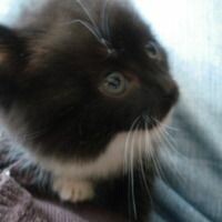 Котенок