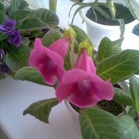 Пьянкова Елена