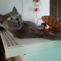 Марина