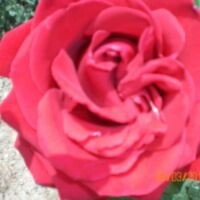 ✿ܓЛюбовь✿ܓ