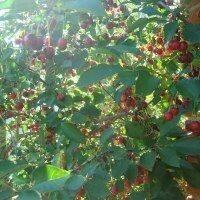 Лихачева Юля