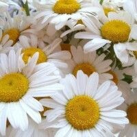 Андриана