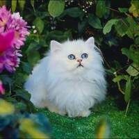 Алёнка Чепинога