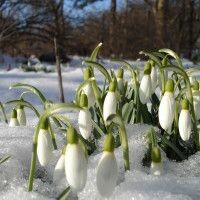 Диана
