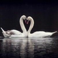 LadySwan
