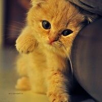 Светик
