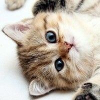 КОШЕЧКА