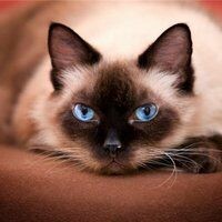 Mila