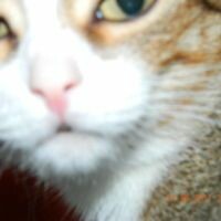 LittleMissCatherine