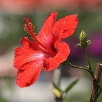 СчастливаяМама