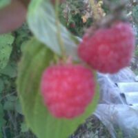 МАрия Калинина