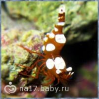 Сексуальная КревеДко
