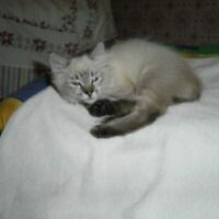 юлия