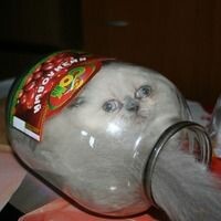 Дарина