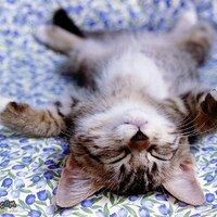 Котя