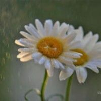 Albina