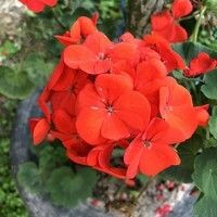 Ольга Сыщикова