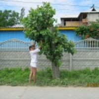 лилия