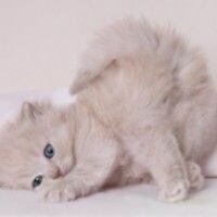 Настенчик Тищенко