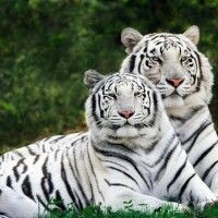 Мамочкалюбимочка Ллллллллл