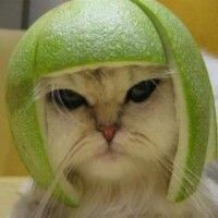 РезиноваяГалоша